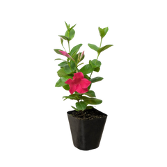 Dipladenia Premier Hot Pink