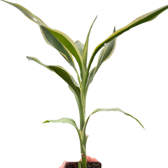 Dracaena 'Sanderiana'