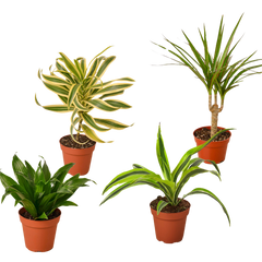 4 Different Dracaenas Variety Pack - Live House Plant - 4" Pot