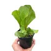 Elephant Ear Staghorn Fern | Rare Platycerium Fern | House Plant Shop