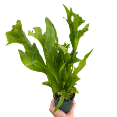 Fern 'Green Flame'