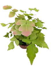Large Leaf Maidenhair Fern | Delicate Humidity-Loving Plant | House Plant Shop