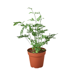 Fern 'Silver Lace'
