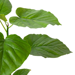Ficus 'Umbellata' | Umbrella Tree Fig with Heart-Shaped Leaves | House Plant Shop