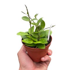 Hoya Bilobata