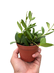 Hoya Chouke