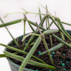 Hoya Insularis