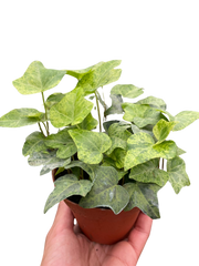 Ivy Tropical Blizzard