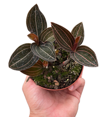 Ludisia Discolor