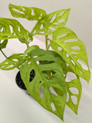 Monstera Adansonii Swiss Cheese Neon | Chartreuse Vining Plant | House Plant Shop