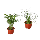 2 Palm Variety Pack / 4" Pots / Live Plant / House Plant