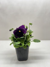 Pansies | Colorful Flowering Plants | Spring & Fall Blooms | House Plant Shop