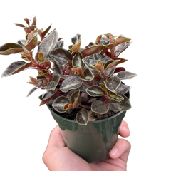Peperomia 'Metallica'