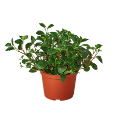 Peperomia 'Glabella'