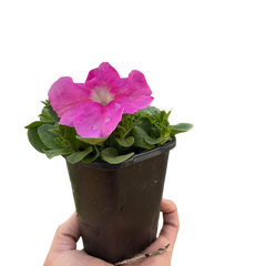 Petunia