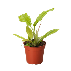 Philodendron 'Golden Crocodile'