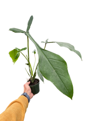 Philodendron 'Joepii'