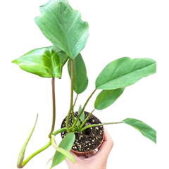 Philodendron Mayoi