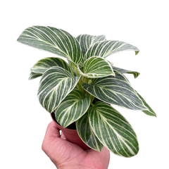 Philodendron White Measure