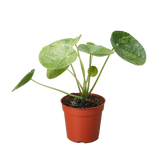 Pilea Mojito (Aluminum Plant) | Variegated Compact Foliage Plant | House Plant Shop