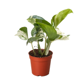 Pothos Manjula | Variegated Trailing Plant with Marble Leaves | House Plant Shop