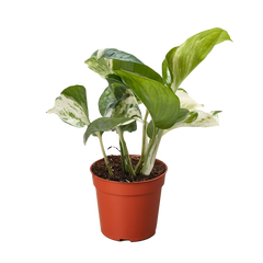 Pothos Manjula | Variegated Trailing Plant with Marble Leaves | House Plant Shop