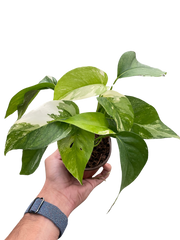 Pothos 'Albo Variegata'