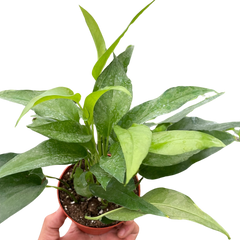 Pothos Skeleton Key