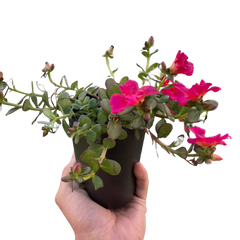 Purslane