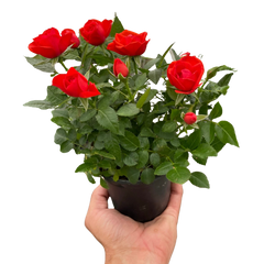 Mini Rose Bush