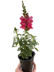 SnapDragon