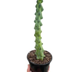 Boobie Cactus