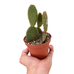 Opuntia 'Microdasys' (Bunny Ear Cactus)