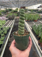 Succulent Unicorn Cactus | Rare Spiral Columnar Cactus | House Plant Shop