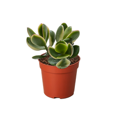 Succulent Crassula Jade Variegated