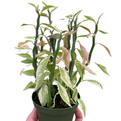 Variegated Devil's Backbone Euphorbia