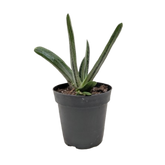 Succulent Gasteria Little Warty