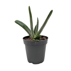 Succulent Gasteria Little Warty