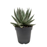 Succulent Haworthia Savanna