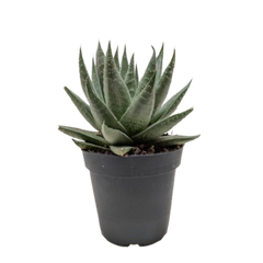 Succulent Haworthia Savanna