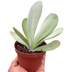 Succulent Kalanchoe 'Flap Jack'