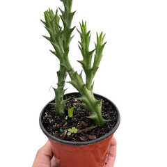 Starfish Cactus (Stapelia orbea variegata)