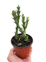 Starfish Cactus (Stapelia orbea variegata)