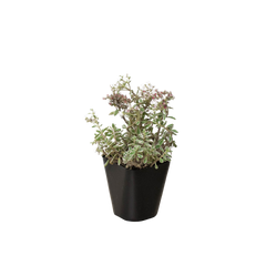 Sedum Tricolor