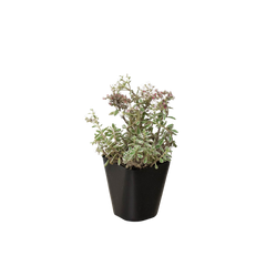 Sedum Tricolor