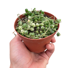 Succulent 'String of Pearls' Variegated