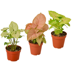 3 Different Syngonium Plants - Arrowhead Plants / 4" Pot / Live Plant