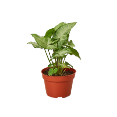 Syngonium White Butterfly