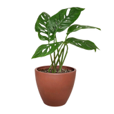 Monstera Adansonii Swiss Cheese | Easy Care Vining Plant | House Plant Shop