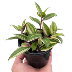 Tradescantia 'Tricolor'